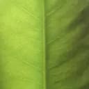 Green leaf
