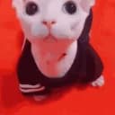 bingus <3