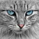 bleue ciel