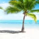 ?  Tropical Family